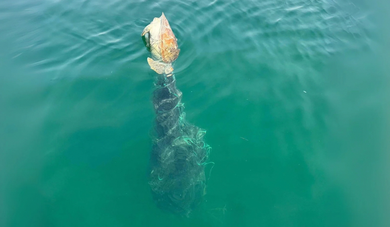 Sea turtles dead qatar fishing net marine environment